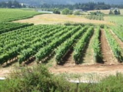Gorgeous green Oregon