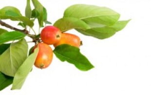 What to drink with foraged food?