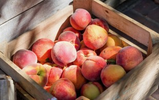 Wine (and other) pairings for peaches and nectarines
