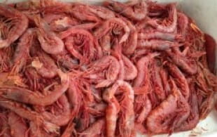 Fresh prawns and Greco di Tufo