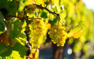 Sweet Bordeaux and savoury food