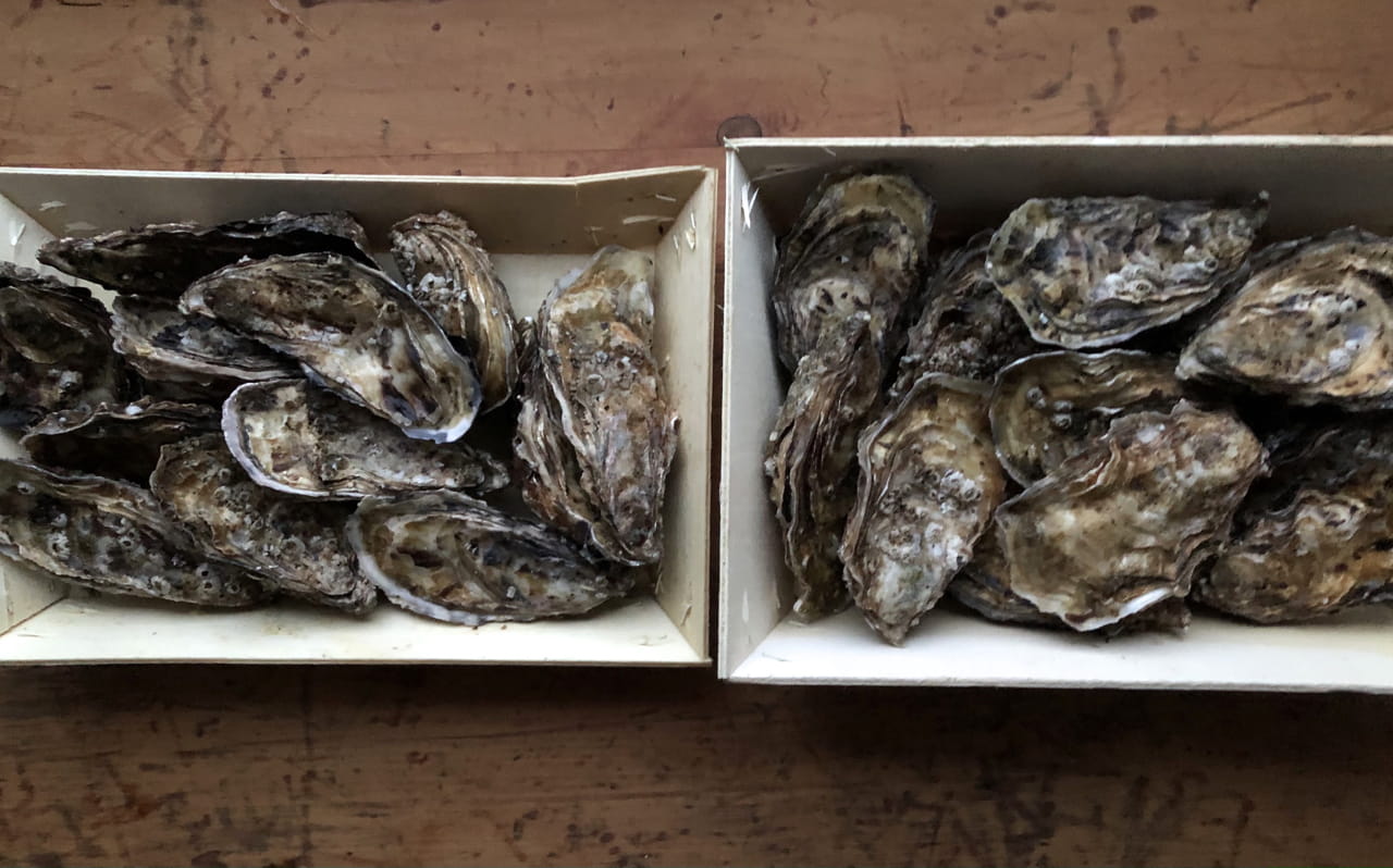 Oysters and a Half Shell Gin martini