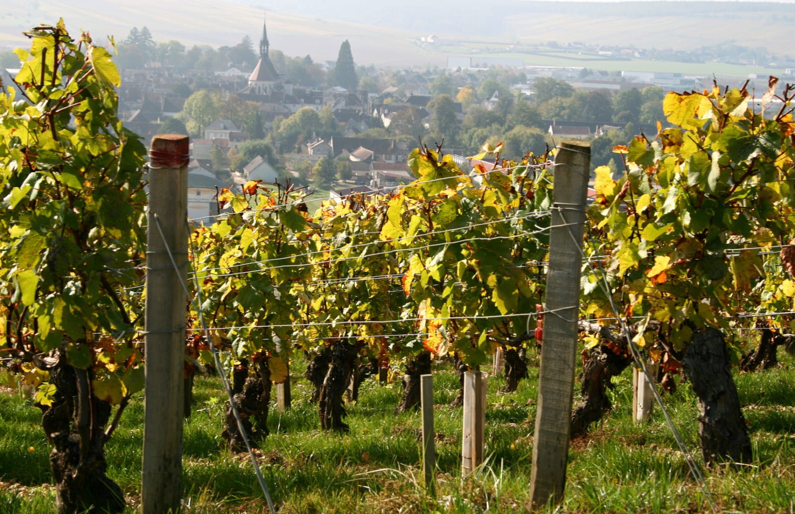 Pairing food and Chablis