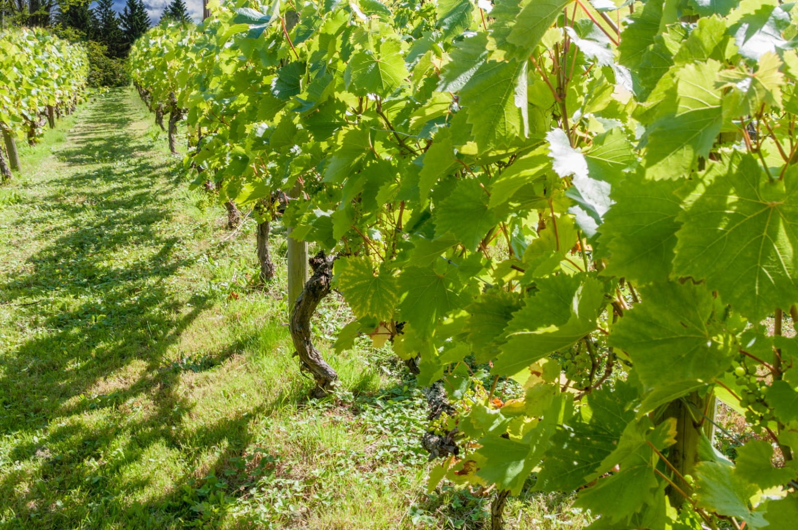 Six of the best matches for Bacchus and Bacchus-based wine blends