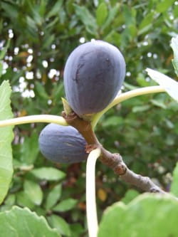 Figs, blue cheese and Maury