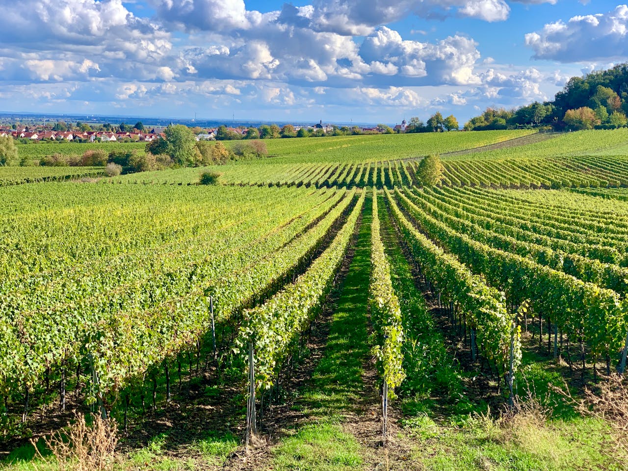10 undiscovered wine gems from Germany