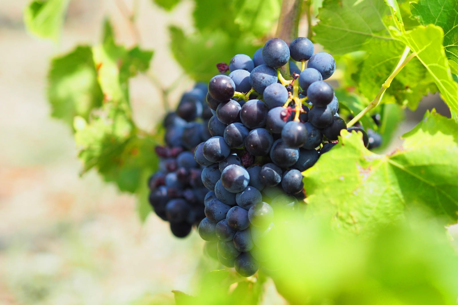 The best food pairings for Grenache