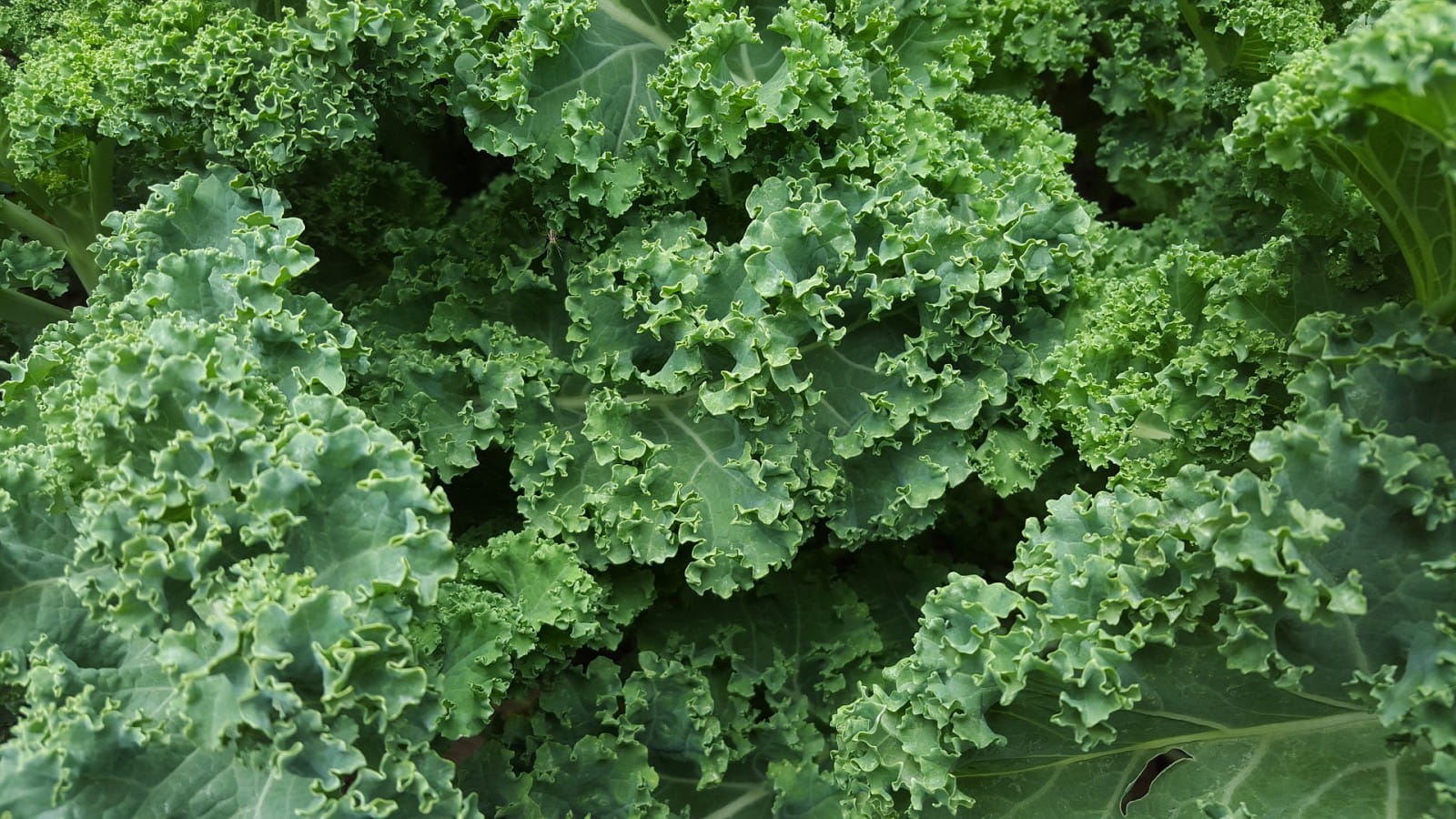 Six of the best drink pairings for kale