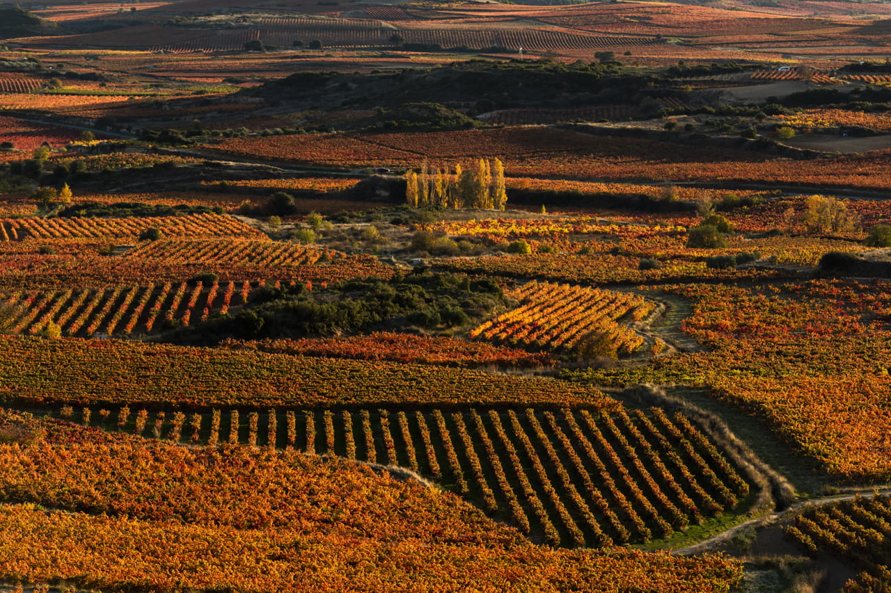 Win a case of top quality rioja