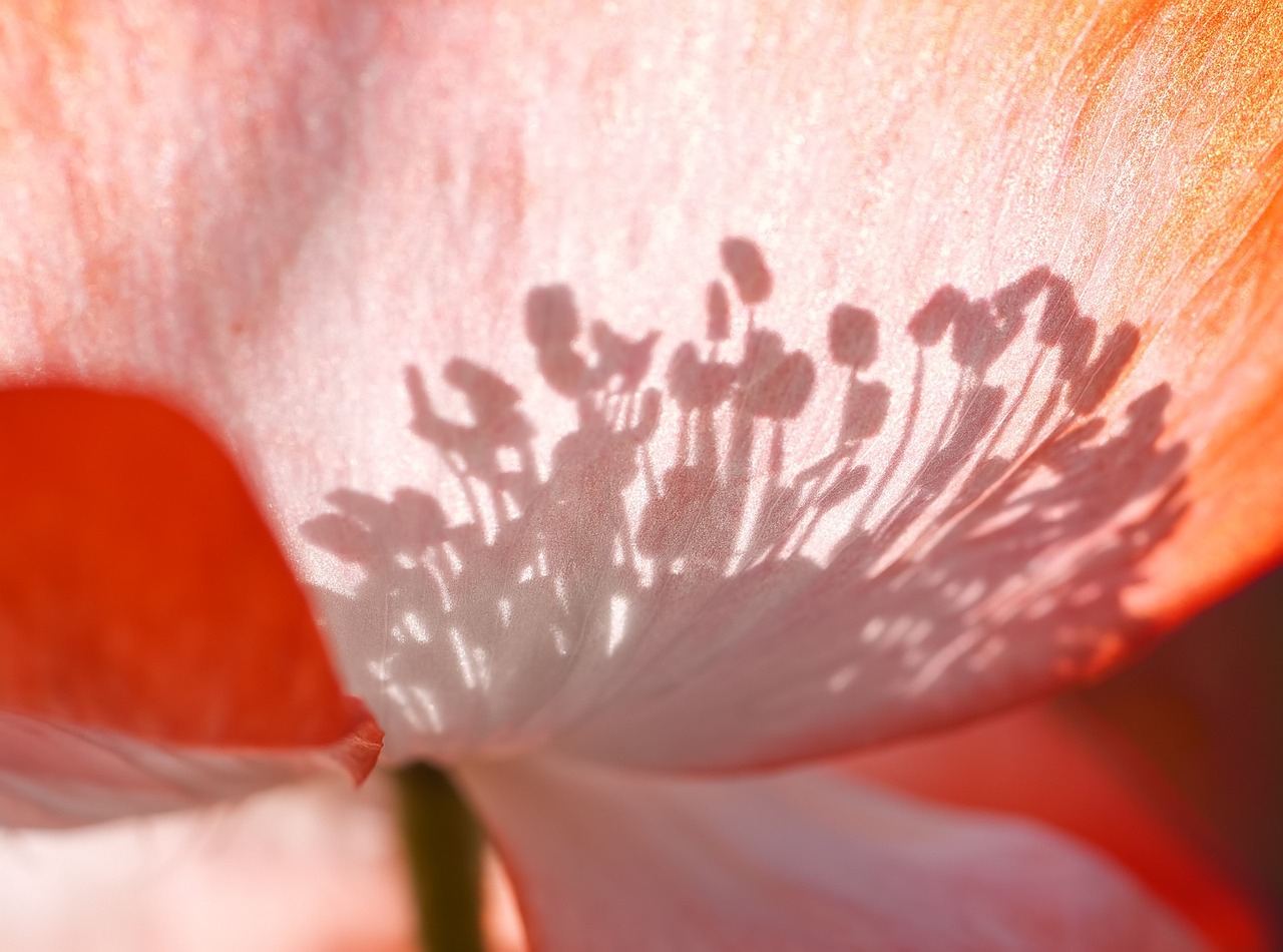 Can synaesthesia enhance our ability to appreciate wine?
