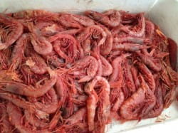 Fresh prawns and Greco di Tufo