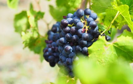 The best food matches for Grenache