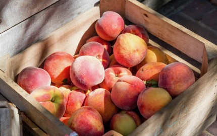 Wine (and other) pairings for peaches and nectarines