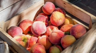 Wine (and other) pairings for peaches and nectarines