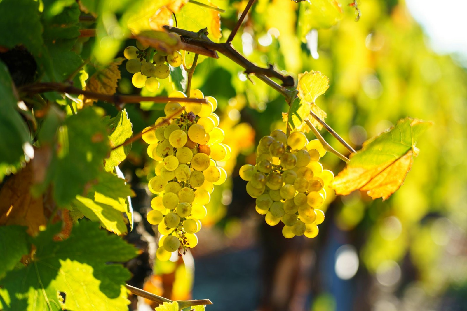 Sweet Bordeaux and savoury food