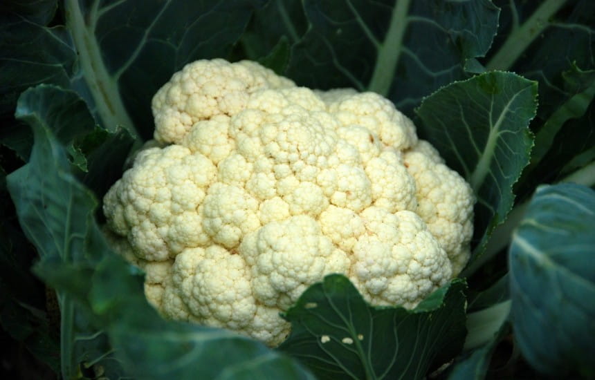 the best wine pairings for cauliflower matching food wine