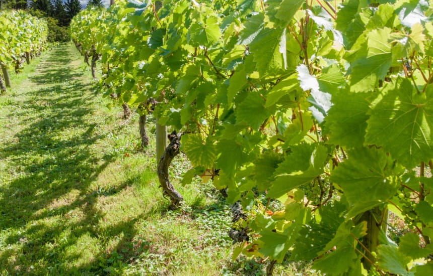 Six of the best matches for Bacchus and Bacchus-based wine blends