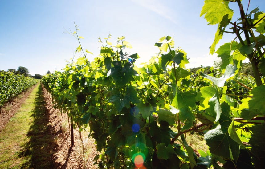  Win a case of award-winning English and Welsh wines