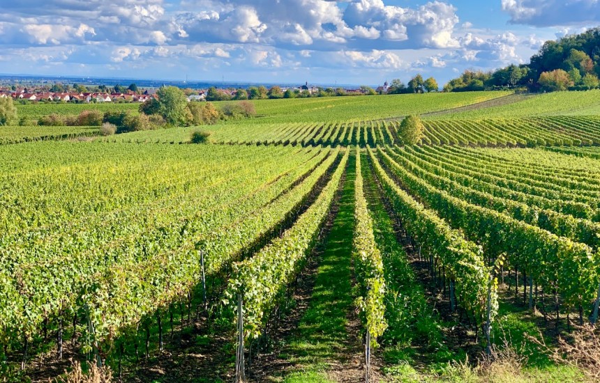 10 undiscovered wine gems from Germany