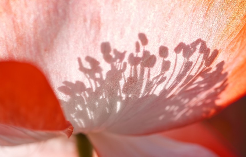Can synaesthesia enhance our ability to appreciate wine?