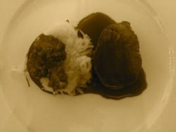 Roast venison and madeira