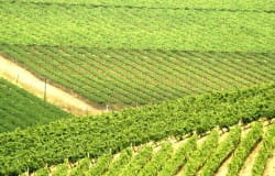 10 food-friendly wines from The Beautiful South