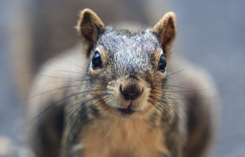 What to drink with squirrel