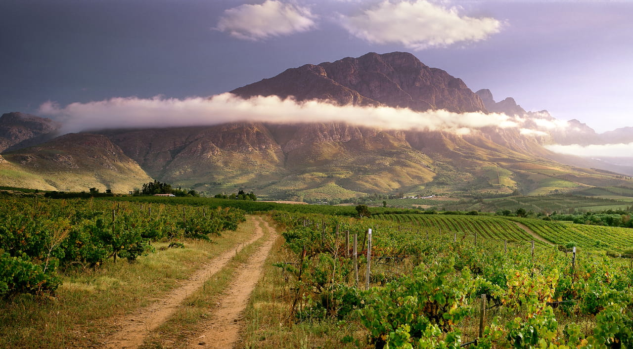 Win a case of award-winning South African wines